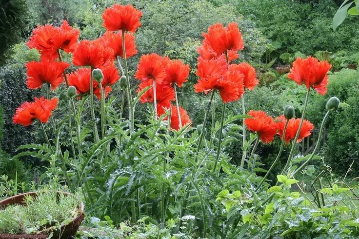 Мак садовый декоративный фото Pin on Plant pin ups