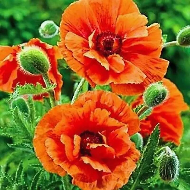 Мак садовый декоративный фото 50+ Prince of Orange Papaver Orientale Poppy Flower Seeds / Perennial eBay