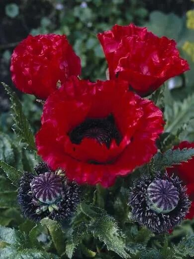 Мак садовый многолетний фото Welcome to Kébol Colourful packing up your business Papaver, Poppies, Rare flowe