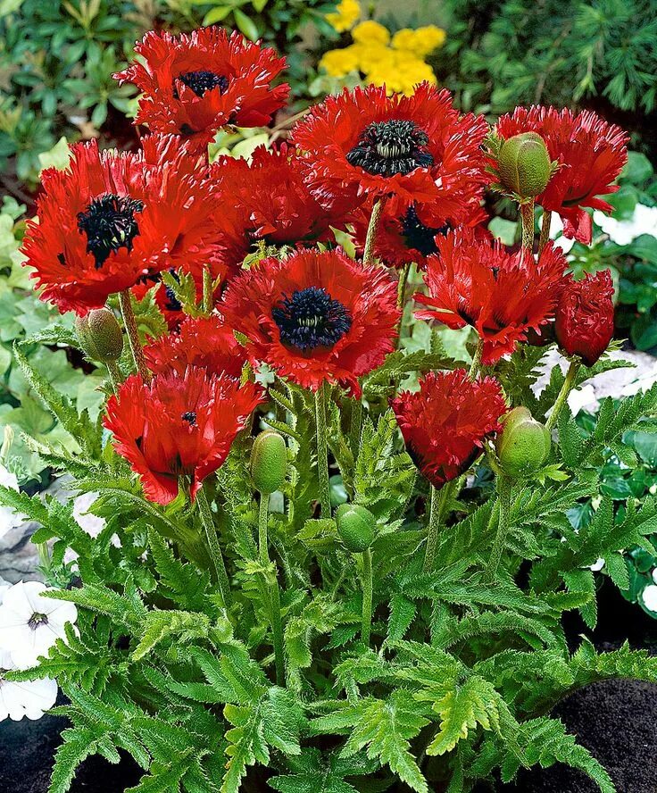 Мак садовый многолетний фото Papaver 'Türkenlouis' Specials Bakker Hillegom Bolbloemen, Exotische bloemen, Bl