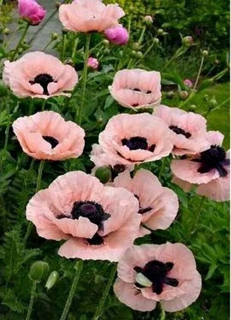 Мак садовый многолетний фото Top 10 papaver orientale ideas and inspiration