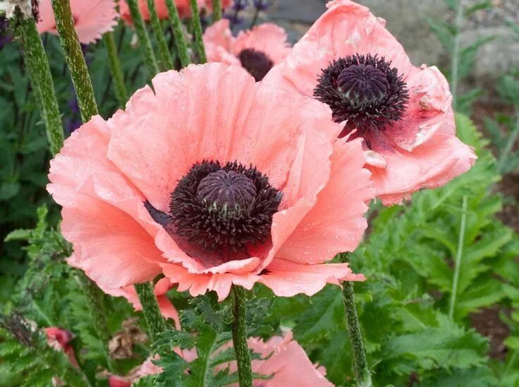 Мак садовый многолетний фото Pin on Semillas. Flores y Frutas
