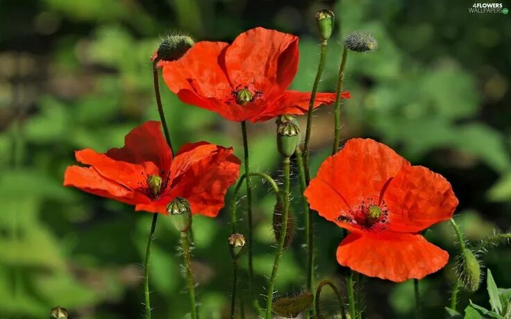 Мак цветок фото с листьями papavers, Red Amazing flowers, Flowers, Poppies