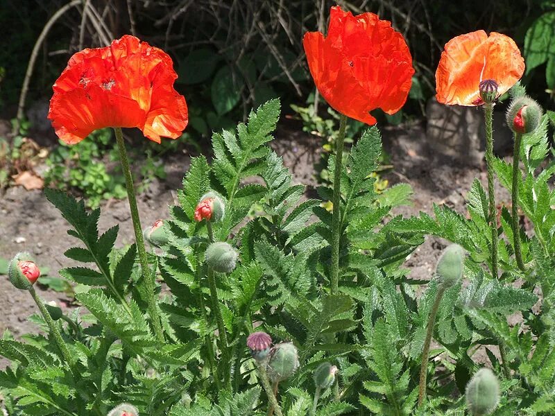 Мак цветок фото с листьями Мак восточный, или Мак малолистный (лат. Papaver orientale) - "Самый крупный и э