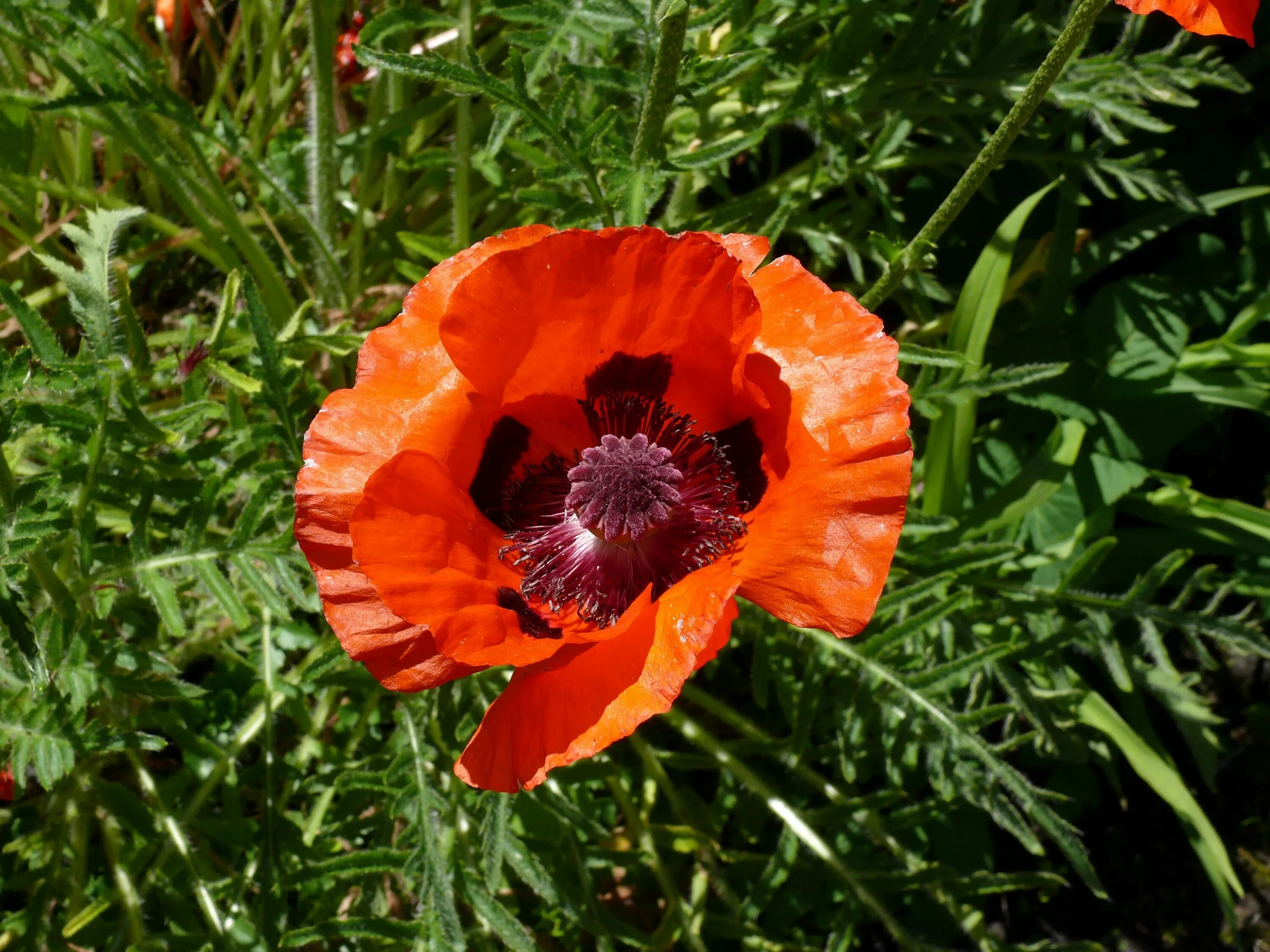 Мак цветок фото с листьями Free Images : flower, petal, bloom, orange, spring, red, produce, botany, garden