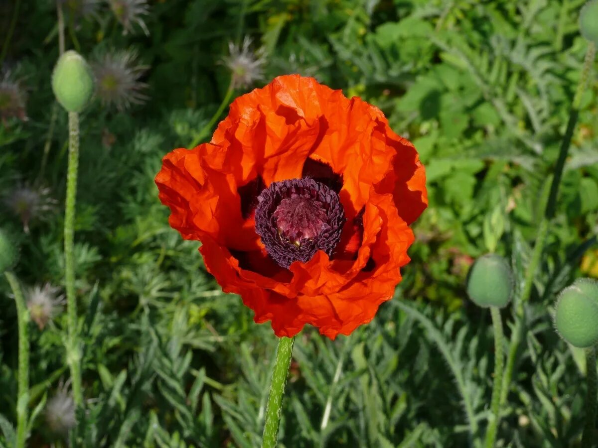 Мак цветок фото с листьями Free Images : field, meadow, flower, petal, bloom, orange, spring, botany, garde