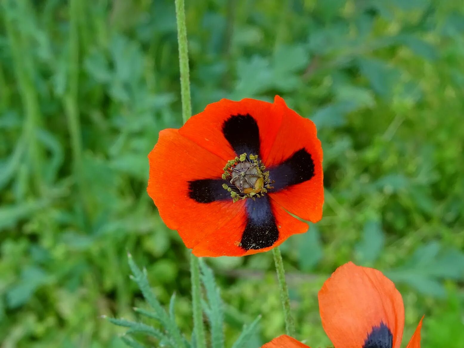 Мак цветок фото с листьями Фотокаталог растений: Мак Стевена (Papaver stevenianum)