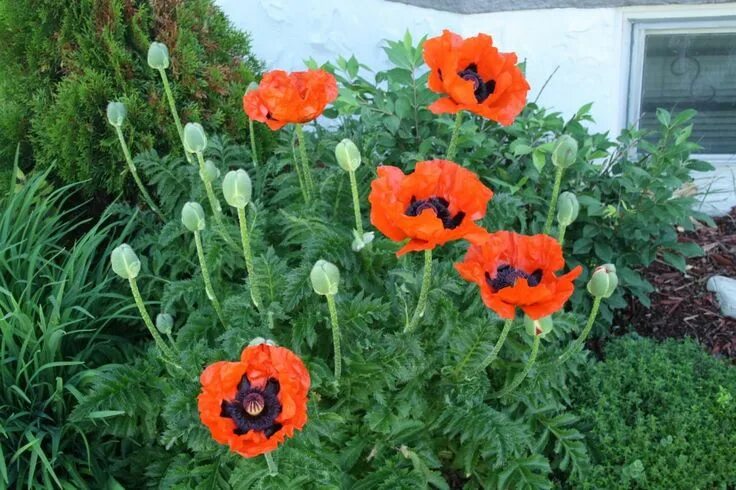 Мак восточный фото 20 Essential Flowering Perennials for your Garden Flowers perennials, Deer resis