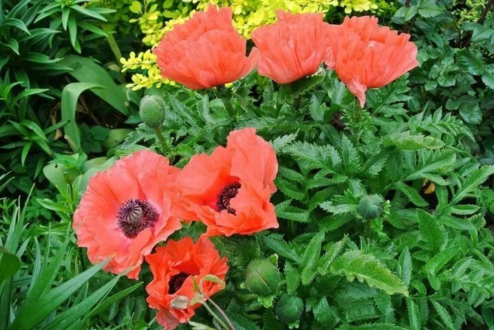 Мак восточный фото Растения, любящие кислую почву: список цветов и культур, которые хорошо растут н