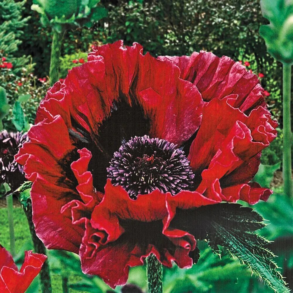Мак восточный фото Twice a week - Full Sun - Poppies - Plants & Garden Flowers - Garden Center - Th