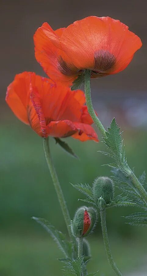 Мак восточный фото Мак (Papaver) - Цветочный форум