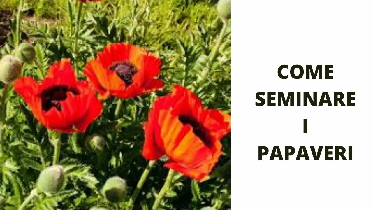 Мак восточный фото и описание come seminare i papaveri - YouTube