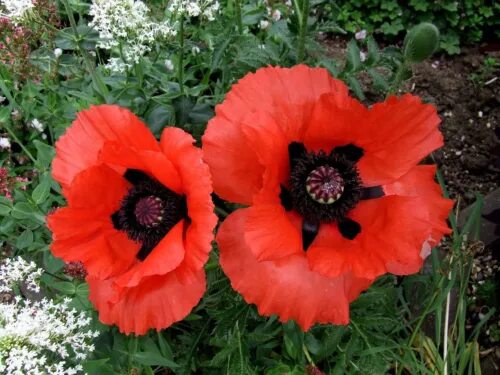 Мак восточный фото и описание 500 ORIENTAL RED Mix POPPY Papaver Orientale Flower Seeds eBay
