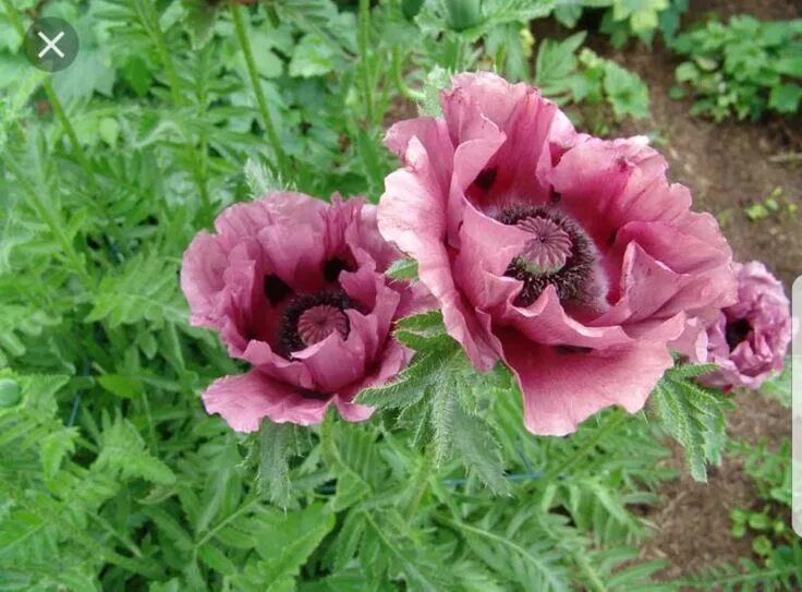 Мак восточный фото и описание Pin by Марина on Маки Plants, Garden