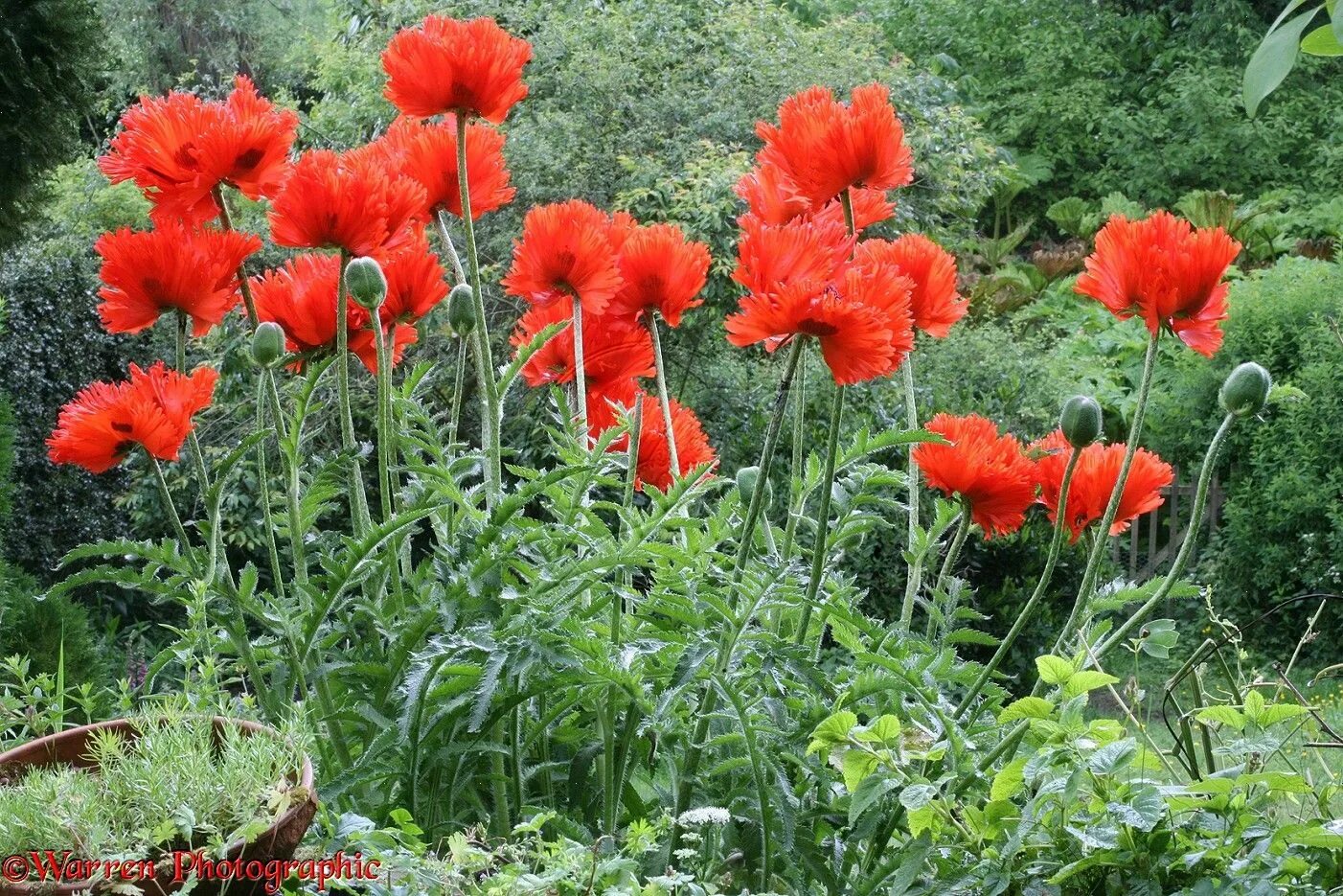 Мак восточный фото и описание Pin on GGD Fire Engine Red Garden