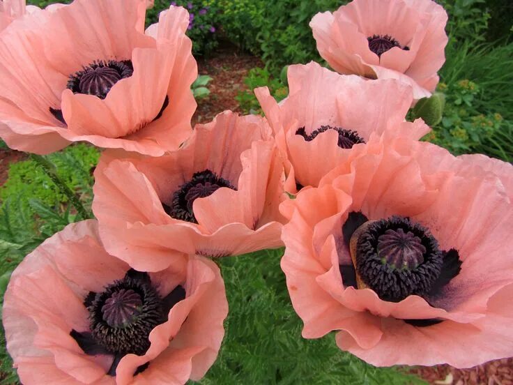 Мак восточный фото и описание Papaver, Princess victoria, Poppies