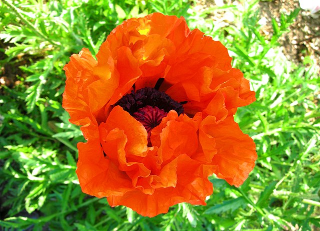 Мак восточный фото и описание File:Thomas Bresson - Papaver-orientale--2 (by).jpg - Wikimedia Commons