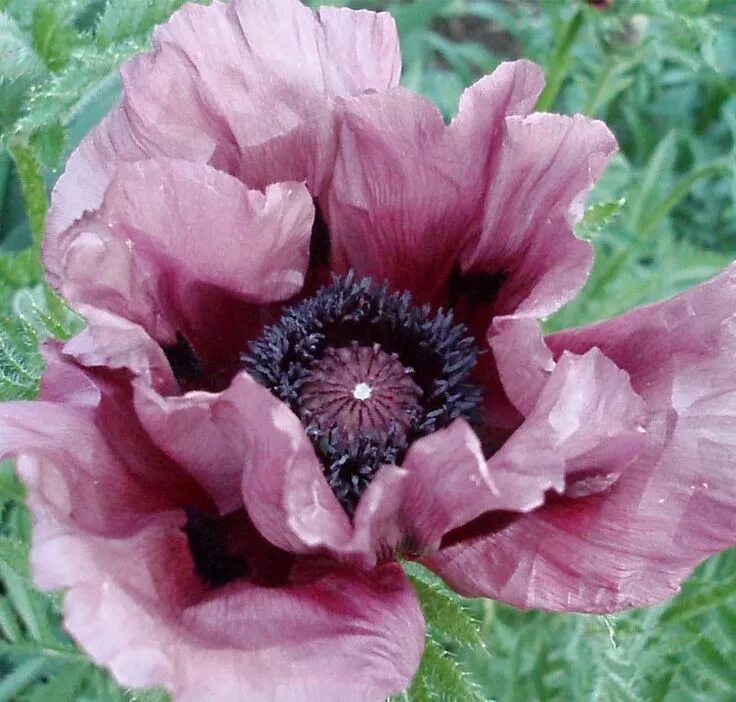 Мак восточный фото и описание Pin on Perennials