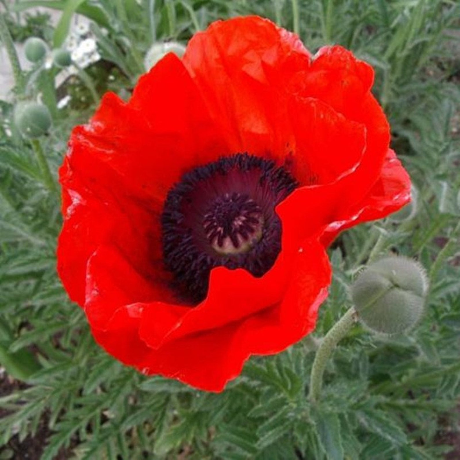 Мак восточный многолетний фото Natural Flower Oriental Poppy Seeds Organic Ukraine Etsy