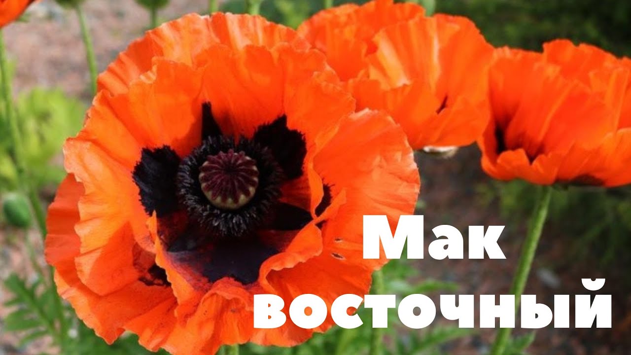 Мак восточный многолетний фото Мак восточный. Очень красивый и яркий цветок, одновременно нежный и сильный. - Y