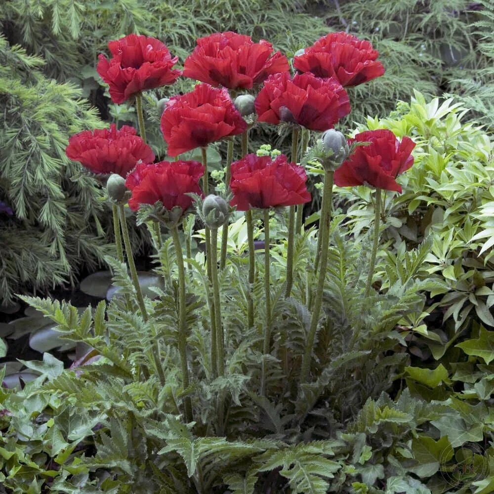 Мак восточный многолетний фото Мак восточный Кинг Конг (Papaver orientale King Kong) купить в Москве по низкой 