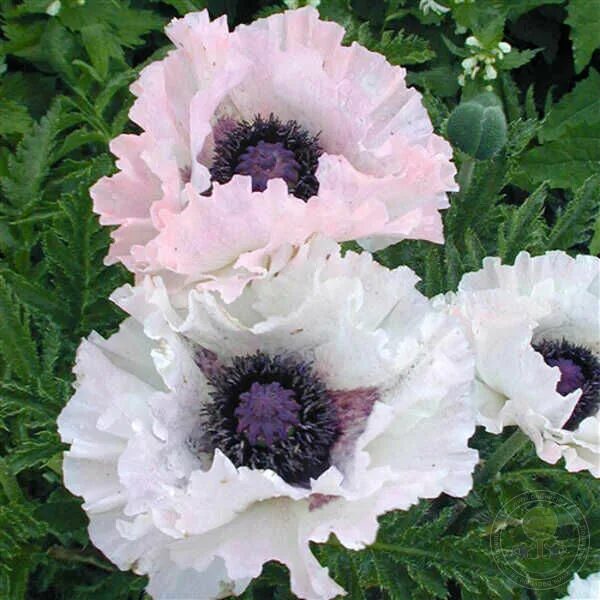 Мак восточный многолетний фото Мак восточный Сноу Гуз (Papaver orientale Snow Goose) купить в Москве по низкой 