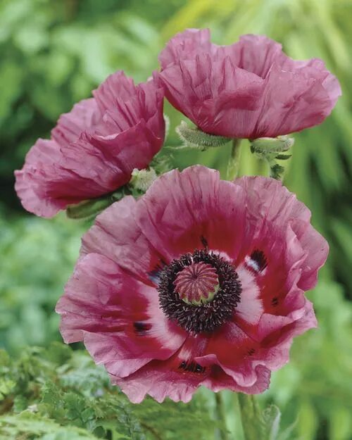 Мак восточный многолетний фото Patty's Plum Oriental Poppy - Veseys - Klaprozen, Bloemen en Foto