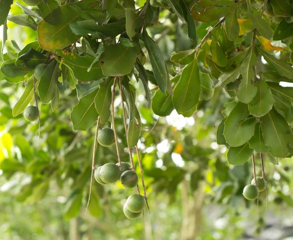 Макадамия как растет дерево фото Gardening: Tips for growing tropical and exotic fruit trees in Southern Californ