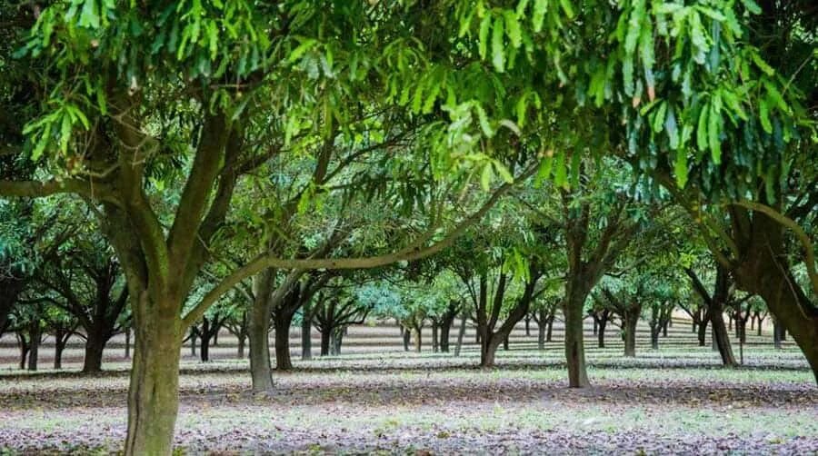 Макадамия как растет дерево фото pohon-macadamia-source-macadamias-australia - Keposiasi