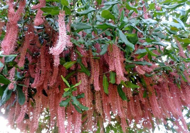 Макадамия как растет дерево фото Image result for pinkalicious macadamia tree Australian native plants, Australia