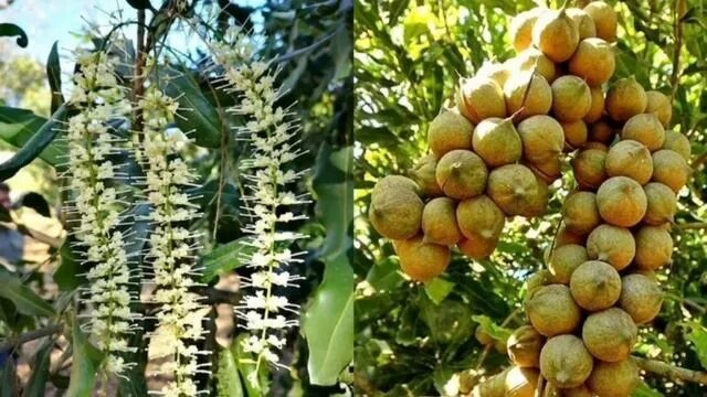 Макадамия как растет дерево фото орех макадамия! кориандр! мать и мачеха! мускатный орех - смотреть видео онлайн 