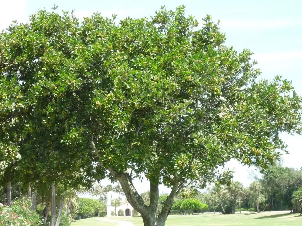 Макадамия как растет дерево фото Macadamia Nut Trees - TROPICAL LOOKING PLANTS - Other Than Palms Macadamia nut t