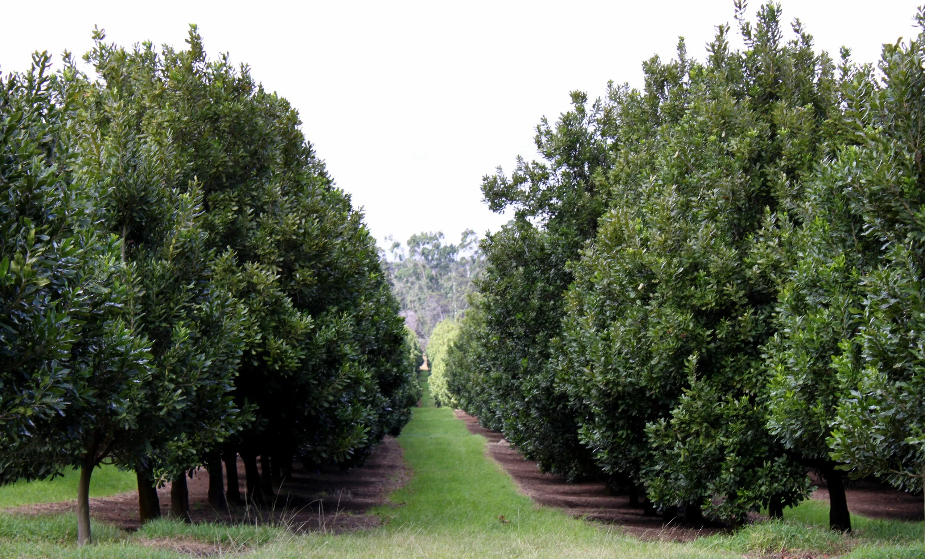 Макадамия как растет дерево фото How the Macadamia Nut Helps Hawaii Hawaii, Macadamia nuts, University of hawaii