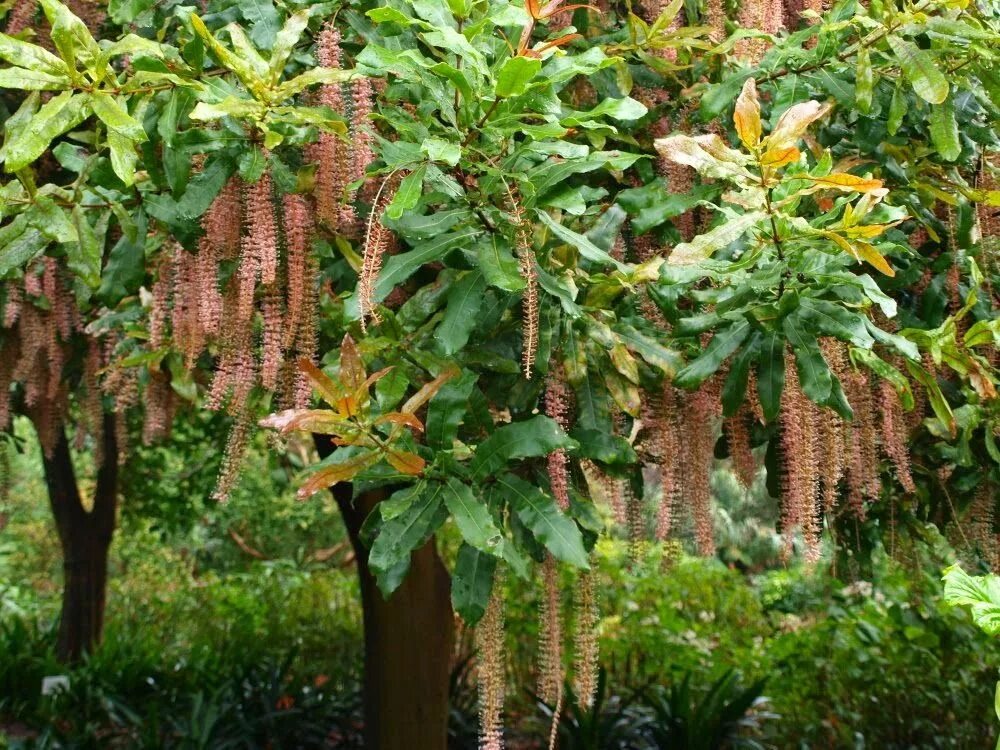 Макадамия как растет дерево фото Дерево макадамии Gartenbepflanzung, Bepflanzung, Pflanzen