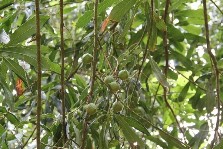 Макадамия как растет дерево фото Macadamia tree and fruit