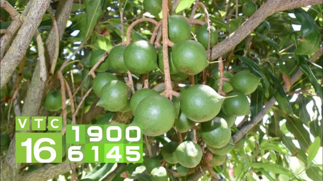 Макадамия как растет дерево фото Hạt mắc ca 120.000 đồng/kg, không để "được mùa, mất giá" VTC16 - YouTube