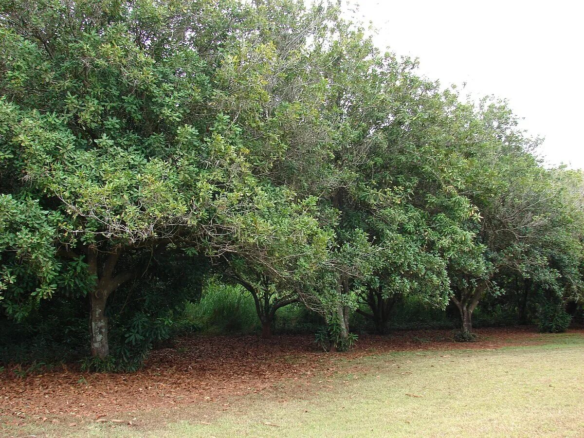 Макадамия как растет дерево фото Macadamia - Wikipedia