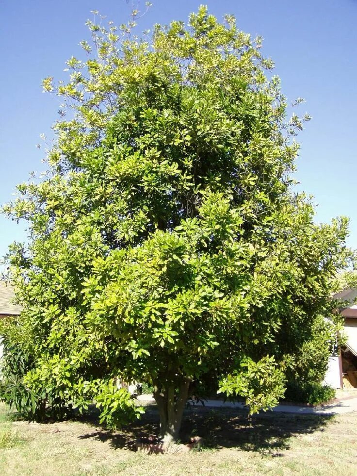 Макадамия орех дерево фото как выглядит Macadamia nut tree Garden trees, Fruit plants, Australian native plants