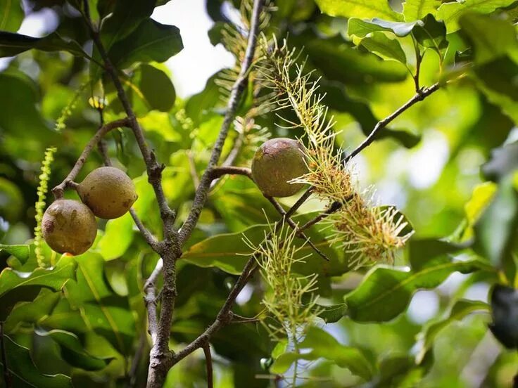 Макадамия орех дерево фото как выглядит Most of the World’s Macadamias May Have Originated From a Single Australian Tree