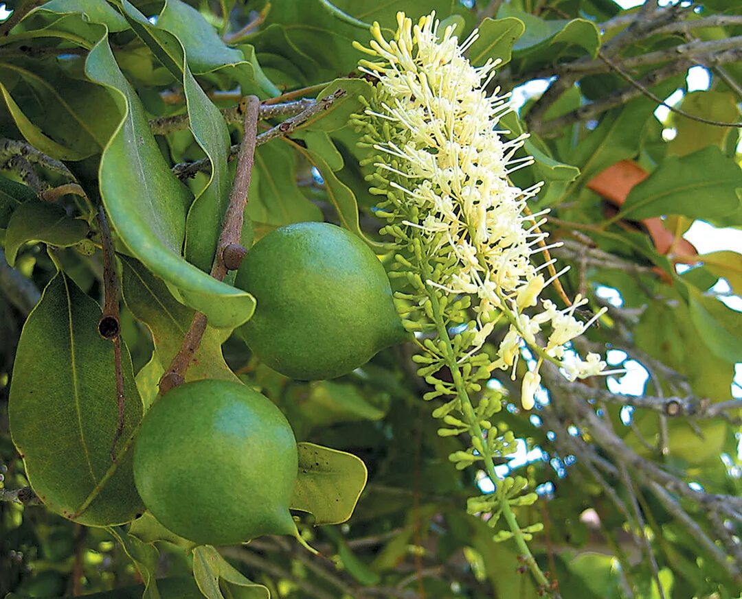 Макадамия орех дерево фото как выглядит Купить семена Орех Макадамия Macadamia integrifolia в Москве: доставка семян по 