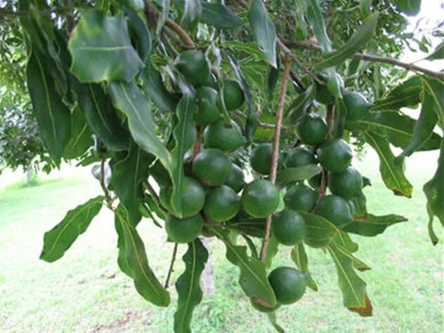 Макадамия орех фото дерева и плодов Best Organic Farm And Nursery In Kerala,India Variety of Exotic Fruits And Plant
