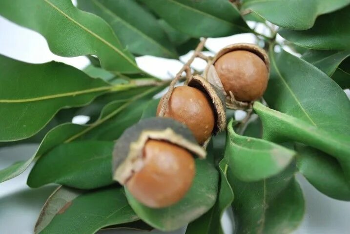 Макадамия орех фото дерева и плодов Macadamia Tucker Time Lotsa Nuts Edible wild plants, Australian native plants, A