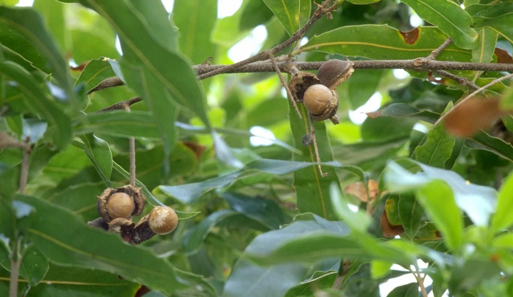 Макадамия орех фото дерева и плодов Macadamia, Macadamia ternifolia FvMUELL, Proteaceae (Protea Family) - Organic an