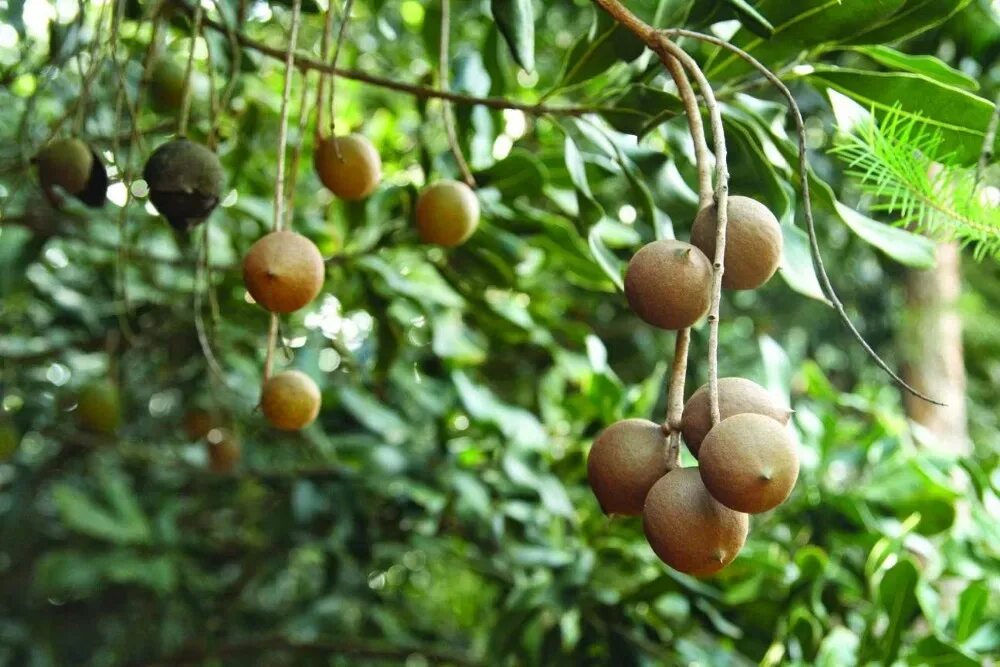 Макадамия орех где растет как собирают фото Macadamia fındık//rekabetçi fiyat MACCA //yüksek kalİte//ihracat için sadece// M