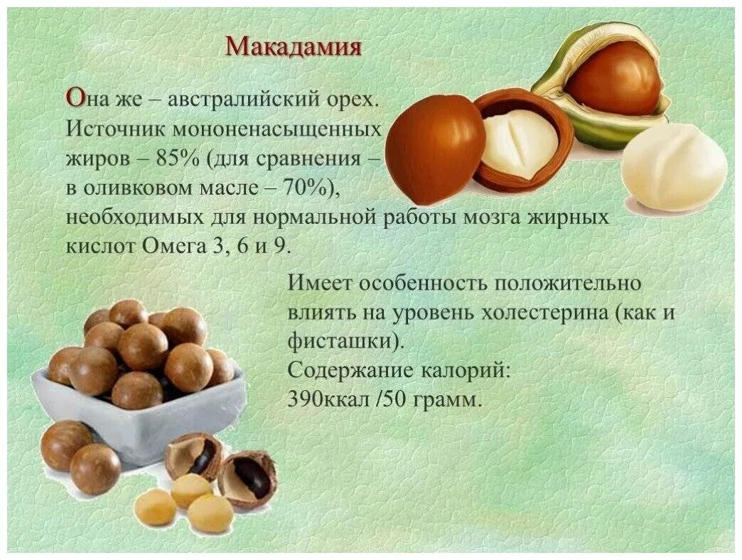 Макадамия орех полезные фото Орех макадамии в скорлупе 300 г (вакуум) - купить в интернет-магазине по низкой 