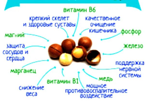Макадамия орех полезные свойства фото Орех макадамия: польза и вред для организма - Мир Вкусного!, пользователь ИВАНОВ