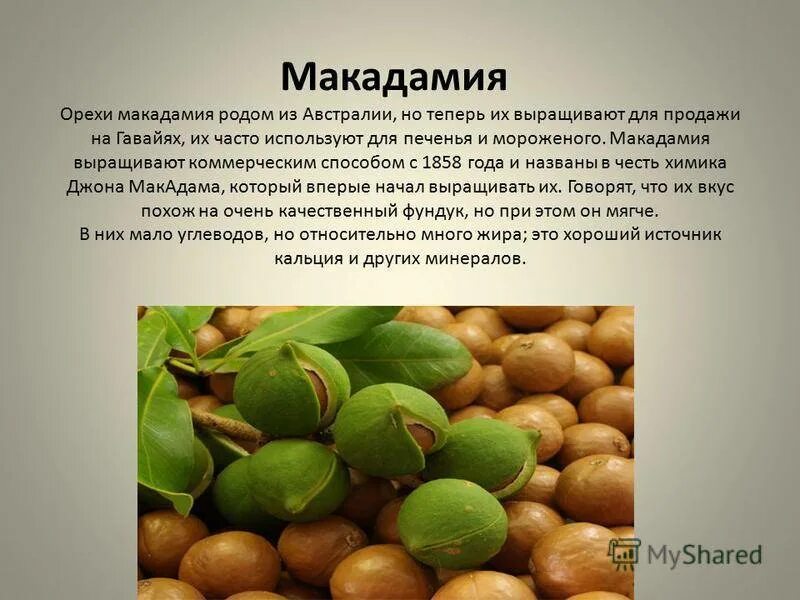 Макадамия орех полезные свойства фото Макадамия орех полезные свойства и противопоказания - CoffeePapa.ru