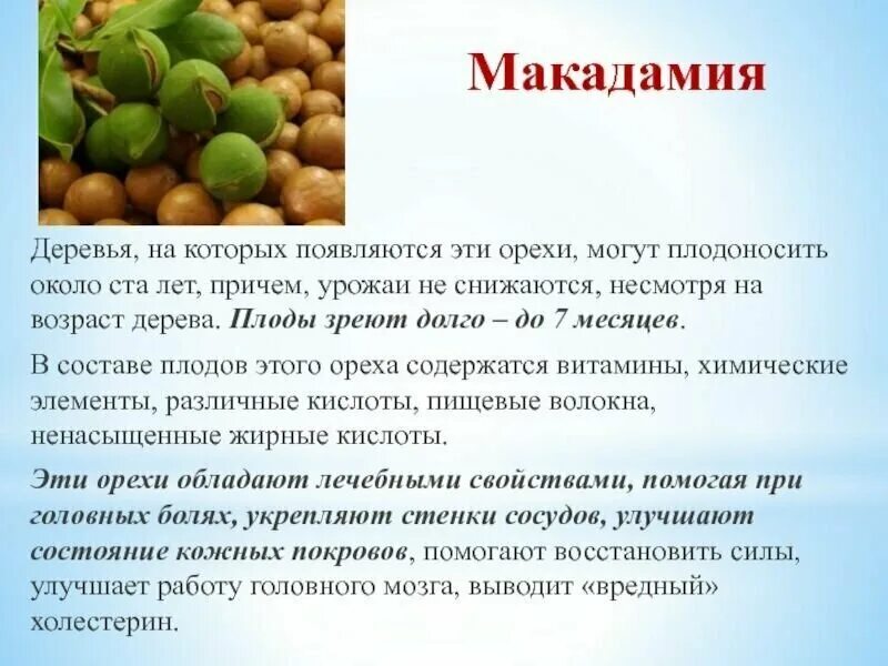 Макадамия орех полезные свойства фото Макадамия орех в скорлупе. Свежий урожай 2023 года. 300 гр. (ключ в комплекте) -