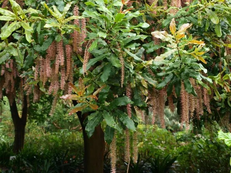 Макадамия в природе фото Our Ozzie Nut* Flowering trees, Plants, Macadamia