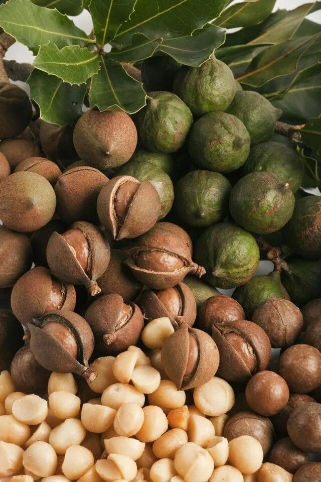 Макадамия в природе фото Pin von Malon Herbst auf Dezember Früchte und gemüse, Macadamia, Exotische früch